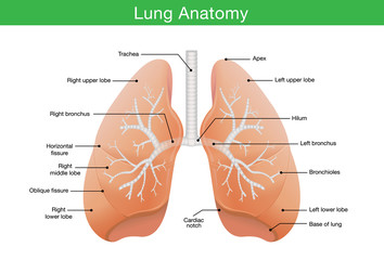 Components description of human lung in illustration for work with medical content.