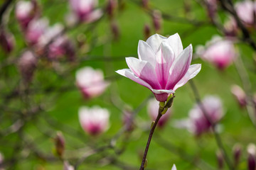 magnolia flower on a blurry background