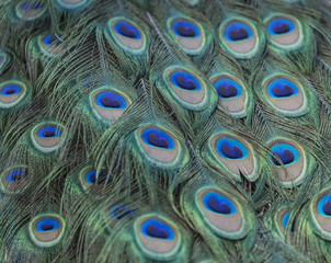 Fototapeta premium Portrait of beautiful peacock with feathers out