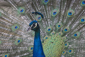 Naklejka premium Portrait of beautiful peacock with feathers out