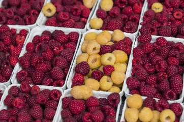 Red and yellow raspberries in boxes at local farm market