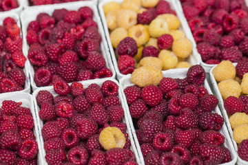 Red and yellow raspberries in boxes at local farm market
