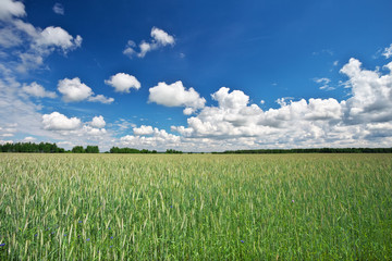 Obraz premium Beautiful landscape with field of rye and blue sky with clouds.
