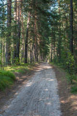 Forest summer road