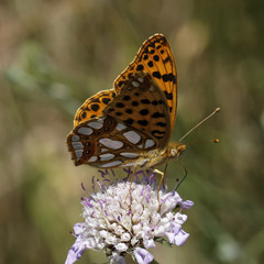 Issoria lathonia, Queen of Spain fritillary from France, european butterfly