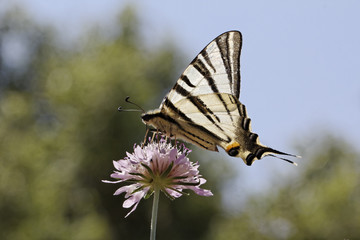 Iphiclides podalirius, Scarce swallowtail, Sail swallowtail, Pear-tree swallowtail from France, Europe