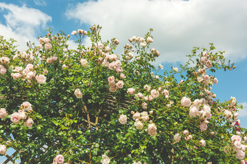 Bush of beautiful roses in a garden