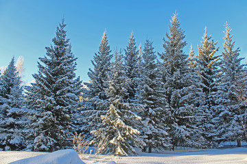 Beautiful snowy forest cold winter in December