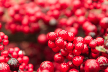 Lots of red berries. Sharp in the front and blurry in the back.
A bit of christmas and festivity. Also good for the harvest month.