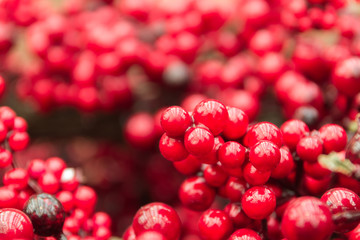 Lots of red berries. Sharp in the front and blurry in the back.
A bit of christmas and festivity. Also good for the harvest month.