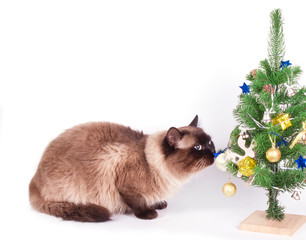 Siamese cat  with decorations