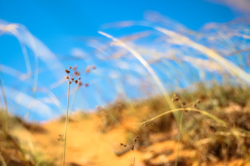 Typical flowers on a dune with blue sky in soft focus