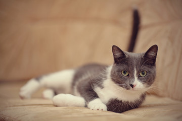 Smoky-gray with white a domestic cat.