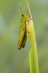 Grashüpfer
