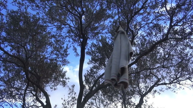 A woolen cardigan is hanging from an olive tree while the wind is blowing.