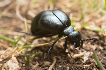 Short-necked oil beetle, Meloe brevicollis 