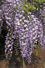 Obraz premium Wisteria sinensis, Chinese Wisteria - Climbing plants on a wall in spring, North-Rhine Westphalia, Germany, Europe