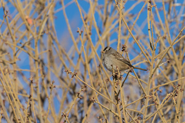 White Crowned Sparrow