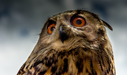 High and mighty owl