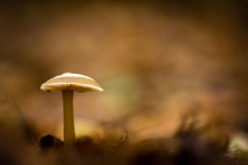 single mushroom close-up on the ground 