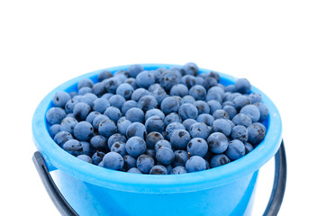 full bucket on a white background blackthorn