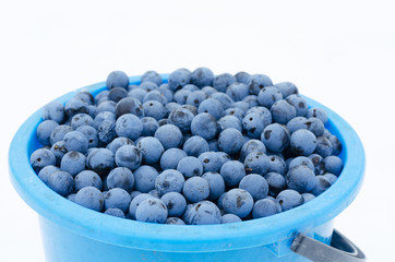 full bucket on a white background blackthorn
