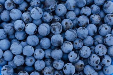 lots of ripe berries blackthorn