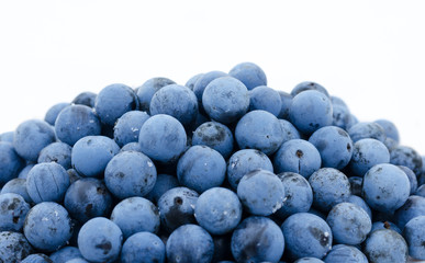 blackthorn plate on a white background