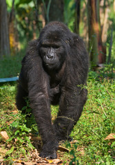 Naklejka premium Mountain gorillas in the rainforest. Uganda. Bwindi Impenetrable Forest National Park. An excellent illustration.