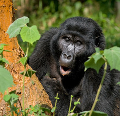 Mountain gorilla eating plants. Uganda. Bwindi Impenetrable Forest National Park. An excellent illustration.