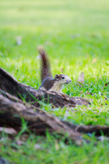 squirrel