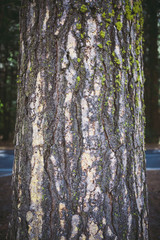 Fototapeta premium Pine tree bark background pattern - Yosemite National Park nature.
