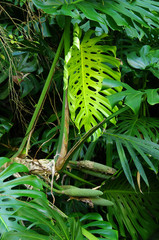 La Réunion - Philodendron dans la nature