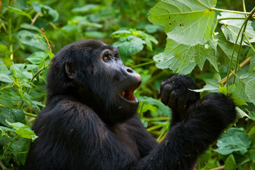 Mountain gorilla eating plants. Uganda. Bwindi Impenetrable Forest National Park. An excellent illustration.