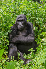 Mountain gorillas in the rainforest. Uganda. Bwindi Impenetrable Forest National Park. An excellent illustration.
