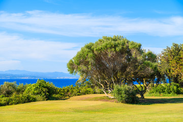Trees and green grass area on coast of Corsica island, France