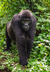 Mountain gorillas in the rainforest. Uganda. Bwindi Impenetrable Forest National Park. An excellent illustration.