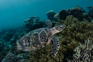 Hawksbill Turtle and Coral Reef