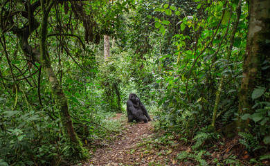 Obraz premium Dominant male mountain gorilla in rainforest. Uganda. Bwindi Impenetrable Forest National Park. An excellent illustration.
