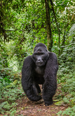 Obraz premium Dominant male mountain gorilla in rainforest. Uganda. Bwindi Impenetrable Forest National Park. An excellent illustration.