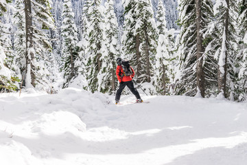 Skier skiing  on sunny day,mt Rainier national park,Washington,USA.
