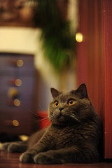 Британский кот