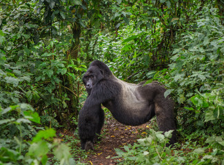 Naklejka premium Dominant male mountain gorilla in rainforest. Uganda. Bwindi Impenetrable Forest National Park. An excellent illustration.