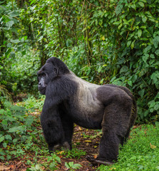 Dominant male mountain gorilla in rainforest. Uganda. Bwindi Impenetrable Forest National Park. An excellent illustration.