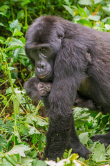 A female mountain gorilla with a baby. Uganda. Bwindi Impenetrable Forest National Park. An excellent illustration.