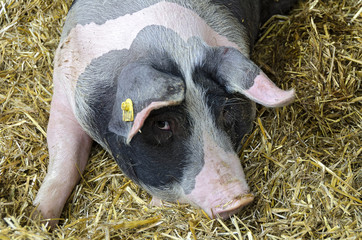 Schwein blickt in Kamera