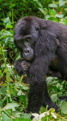 A female mountain gorilla with a baby. Uganda. Bwindi Impenetrable Forest National Park. An excellent illustration.