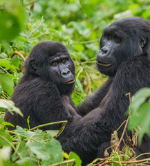 Group of mountain gorillas in the rainforest. Uganda. Bwindi Impenetrable Forest National Park. An excellent illustration