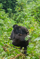 A female mountain gorilla with a baby. Uganda. Bwindi Impenetrable Forest National Park. An excellent illustration.