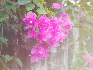 Pink bougainvillea flowers ( Vintage tone color )